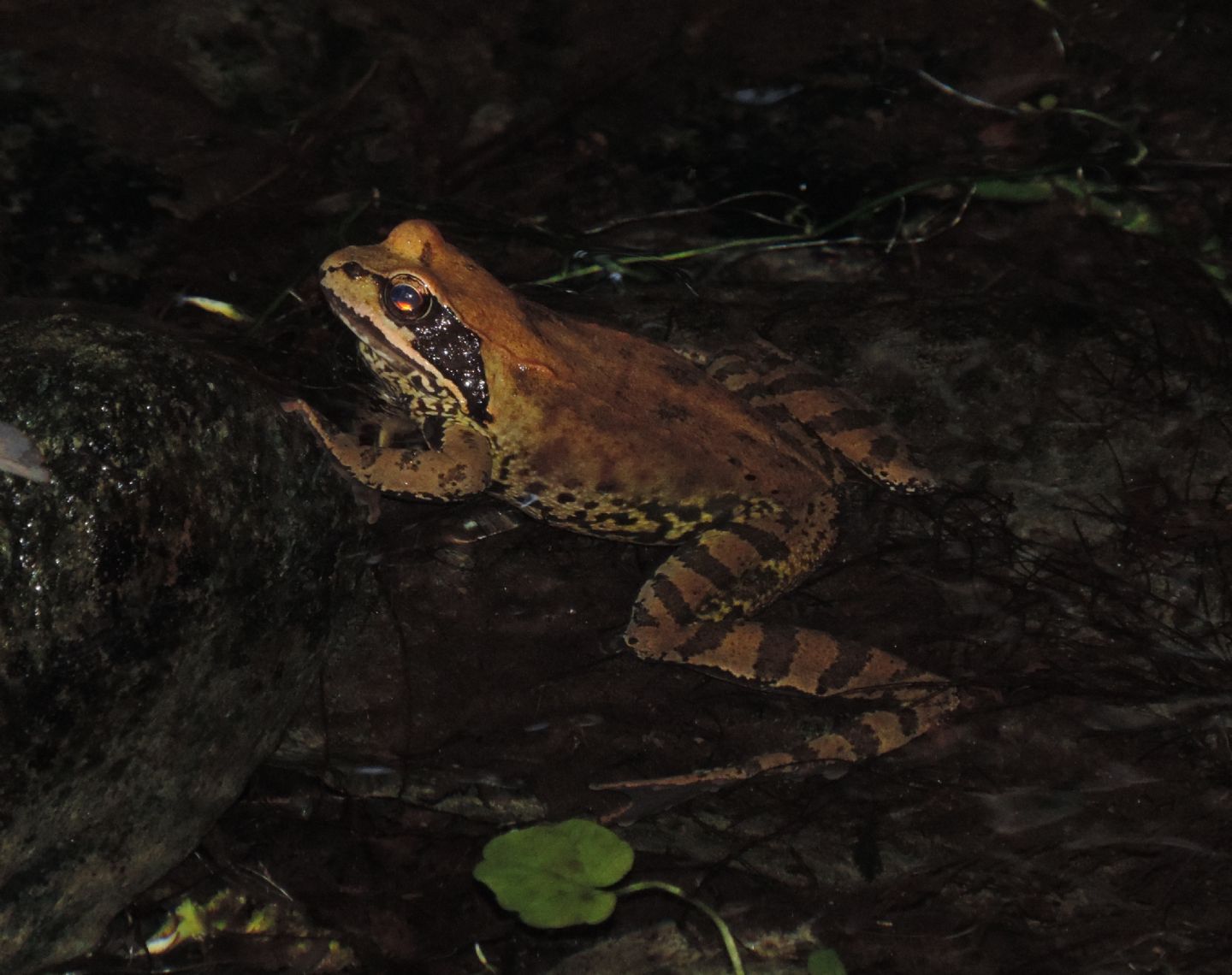 Rana rossa da identificare